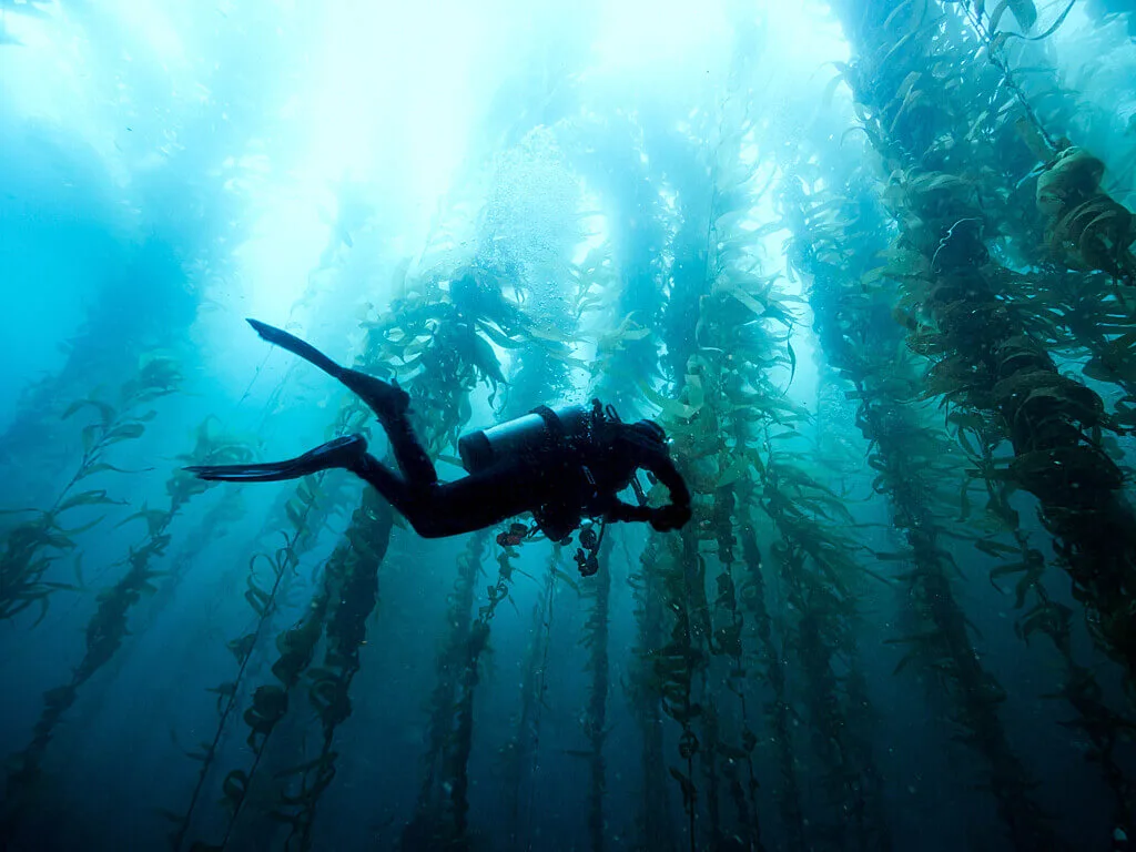 A diver underwater, swimming through a kelp frond forest - copyright Colby Bignell - Climate Visuals