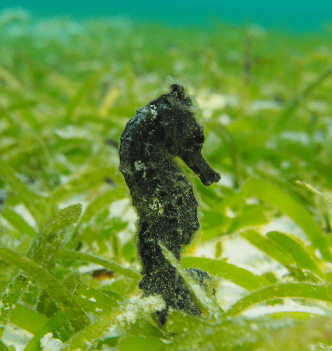 Protecting fragile marine ecosystems - seahorse