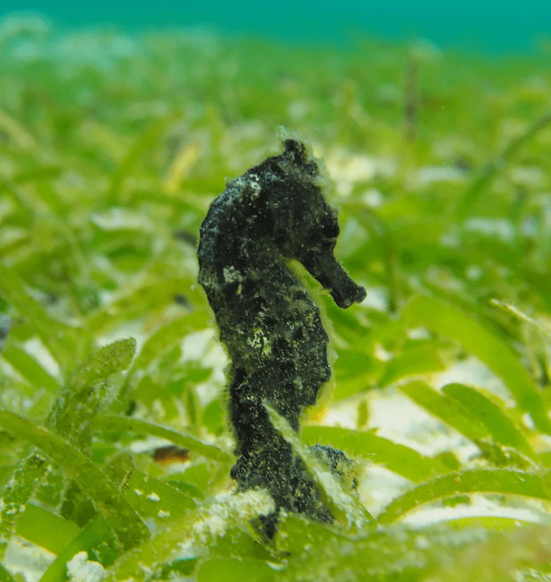 Protecting fragile marine ecosystems - seahorse