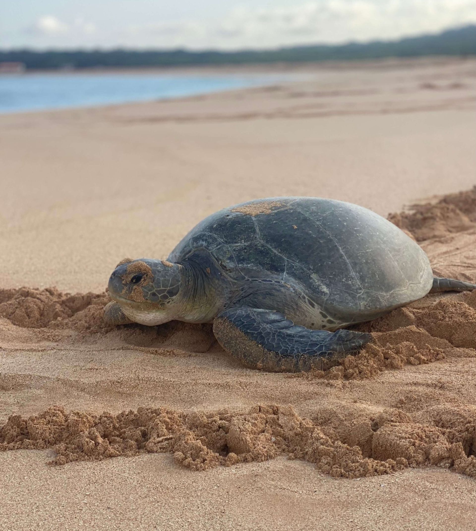 protecting marine life & environment - turtle