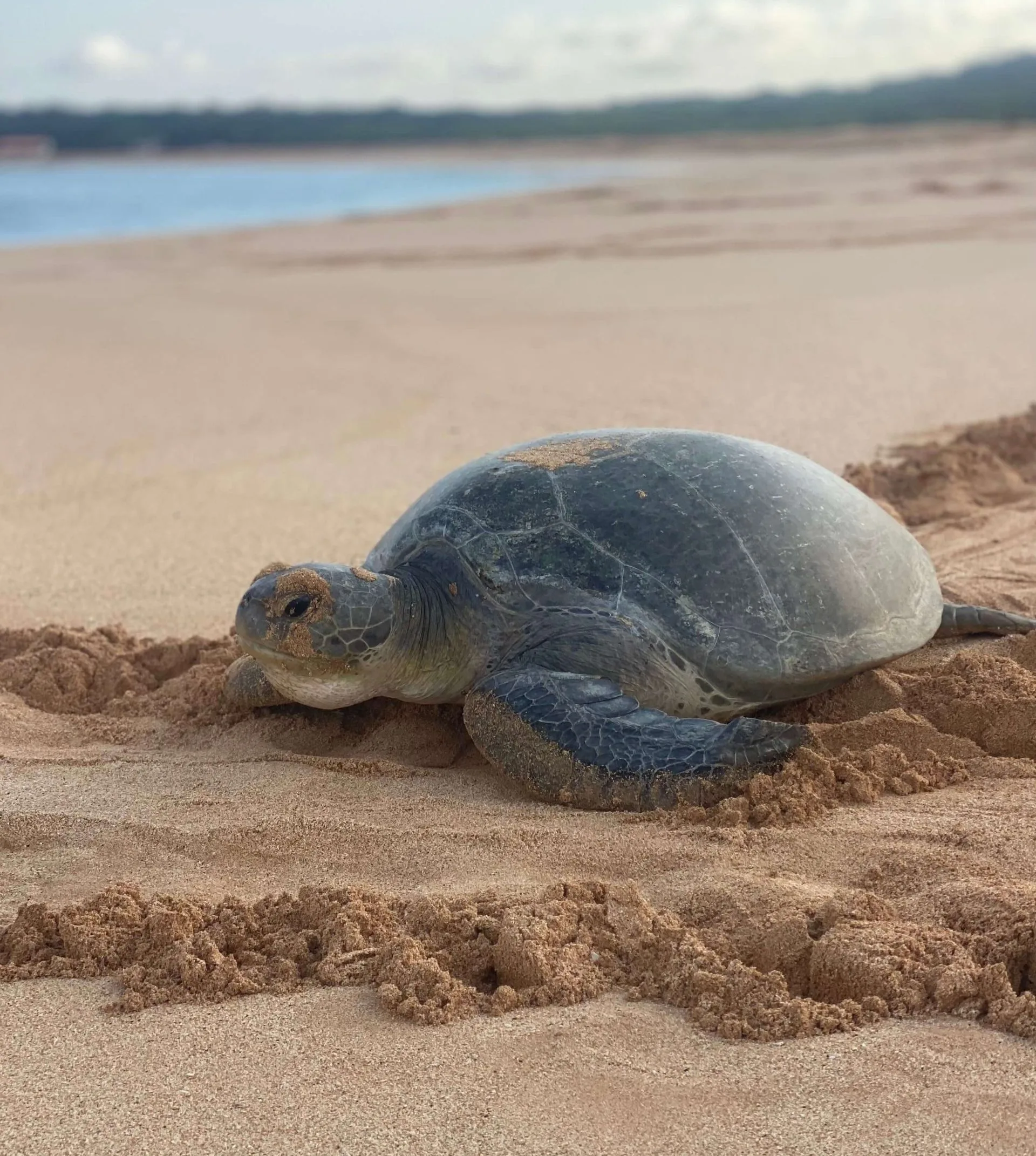 protecting marine life & environment - turtle