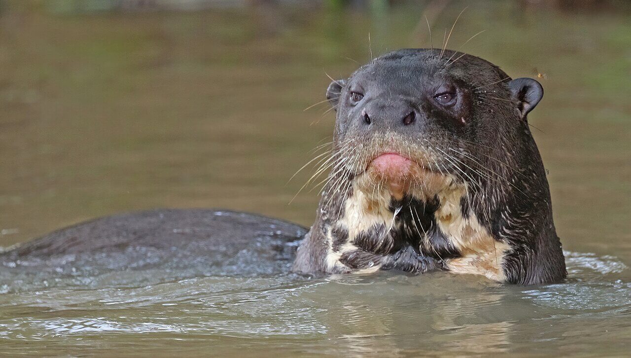 RT-Giant Otter by Charles J. Sharp