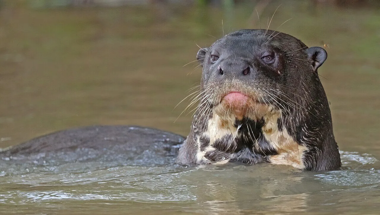 RT-Giant Otter by Charles J. Sharp