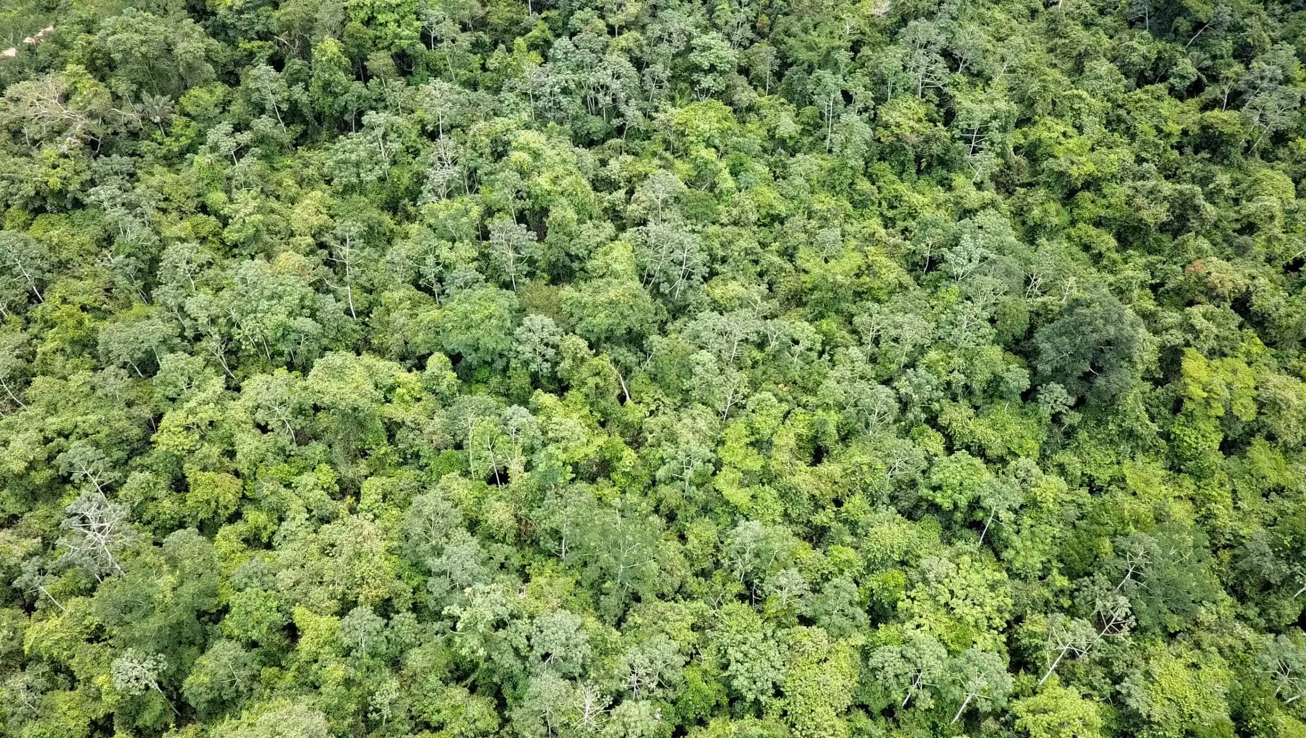 photo courtesy of the Rainforest Trust
