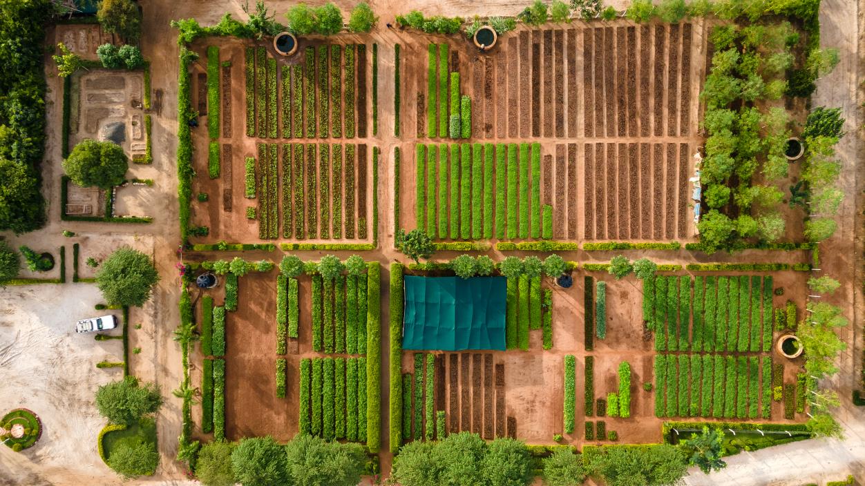 Trillion trees charity