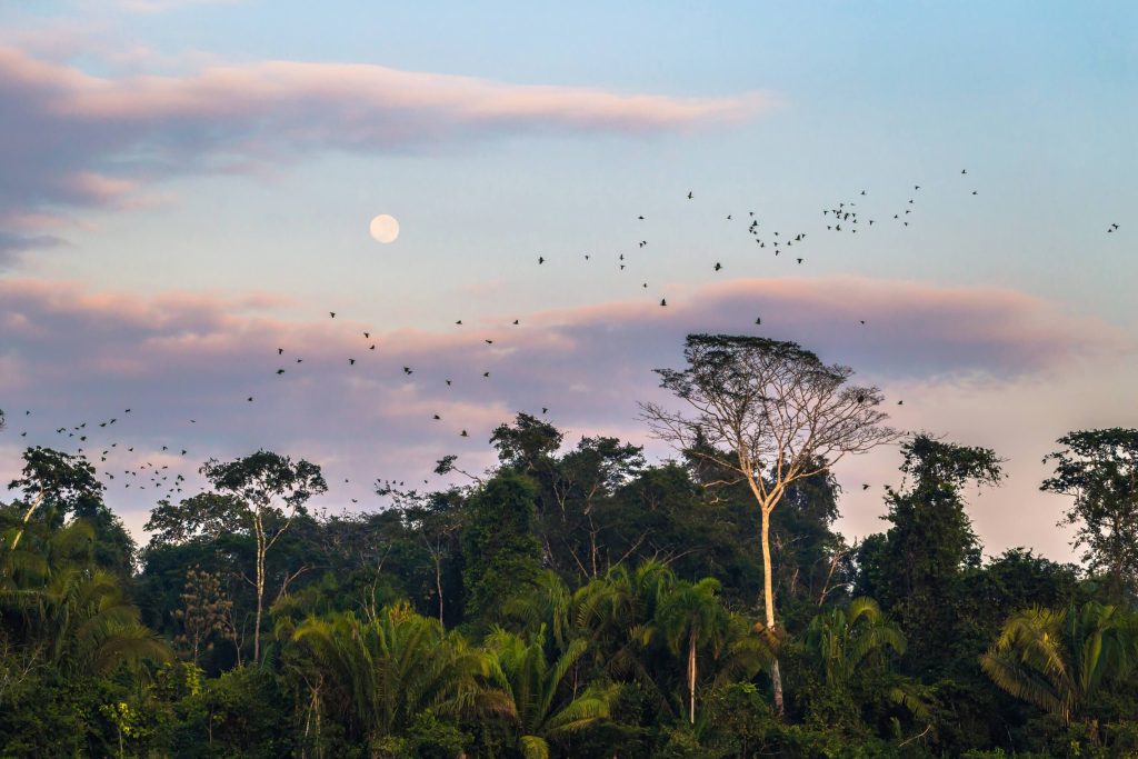 supporting healthy forests & conservation