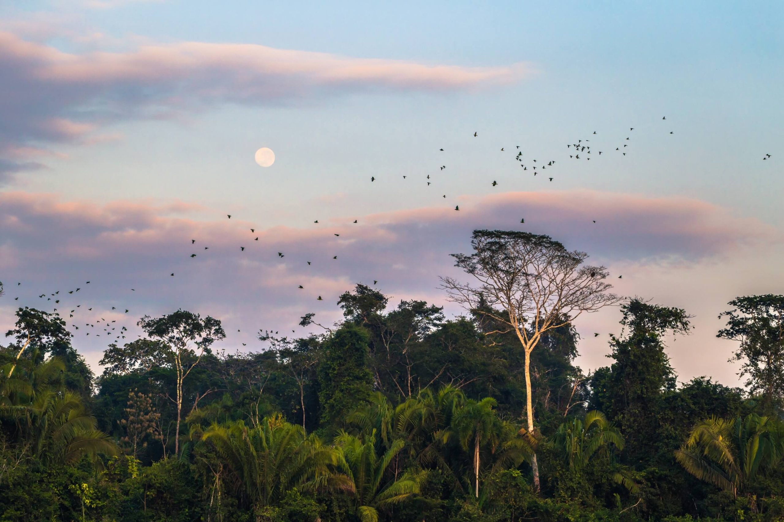 supporting healthy forests & conservation