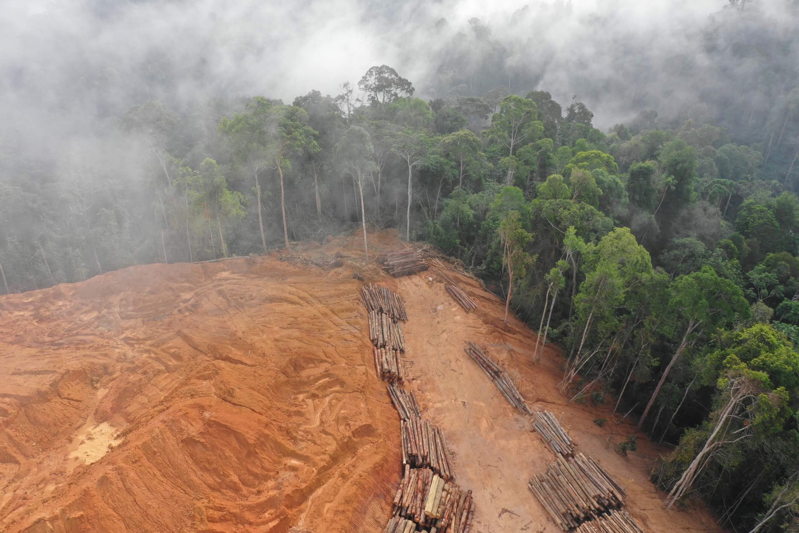 how to stop deforestation