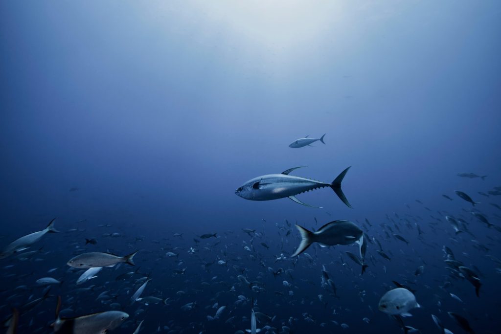 impact of overfishing