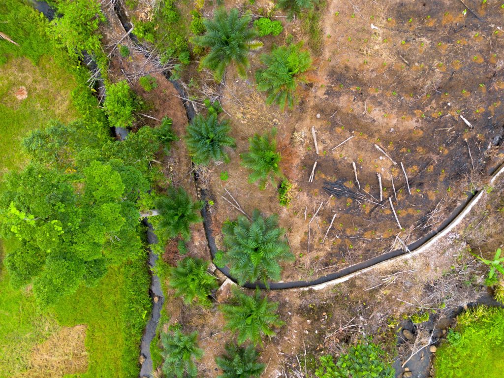 solutions to deforestation