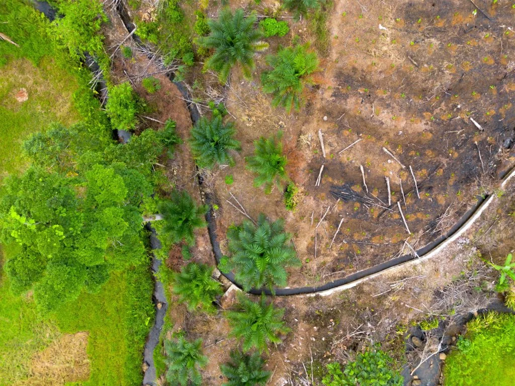 solutions to deforestation