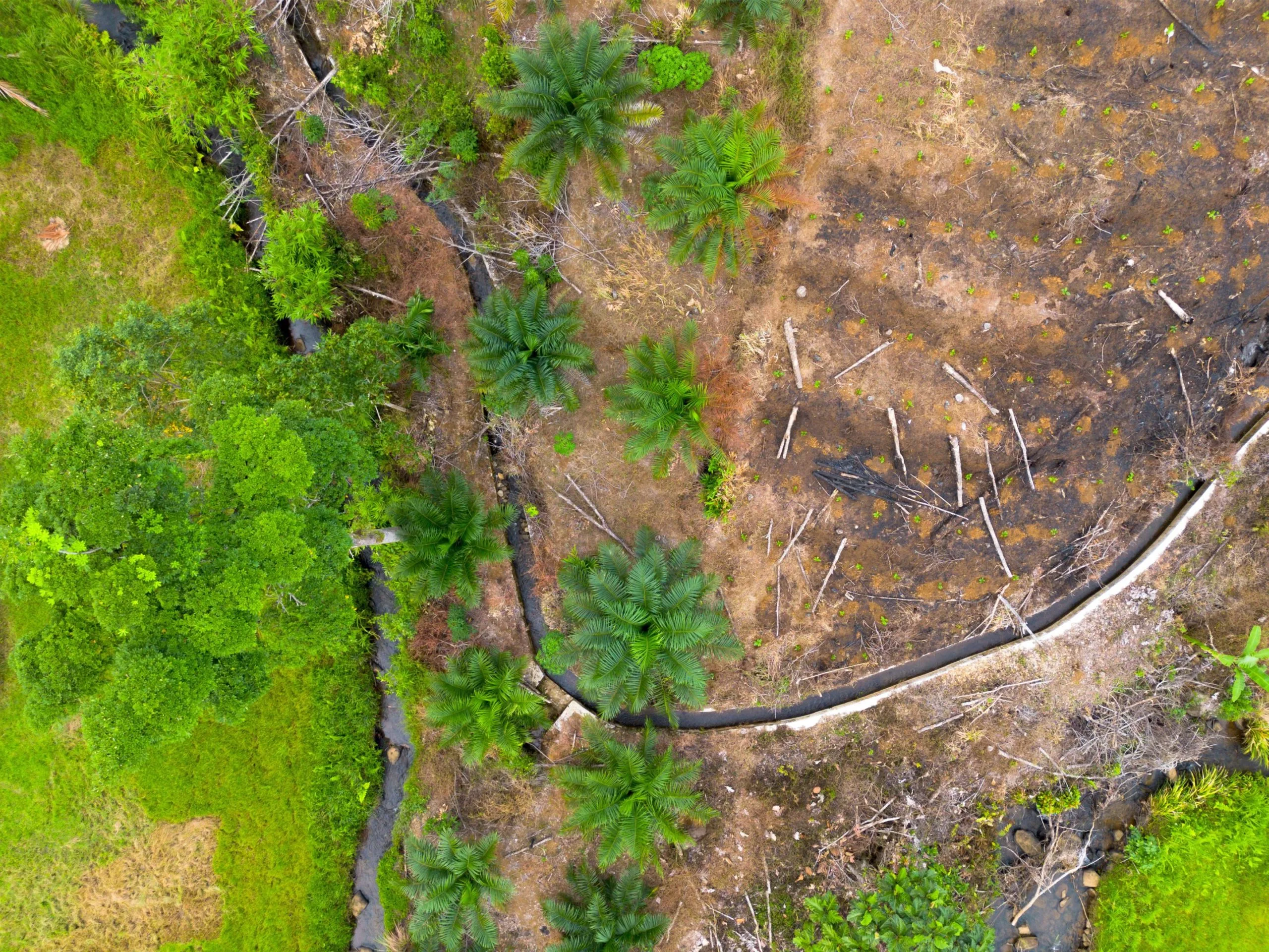 solutions to deforestation