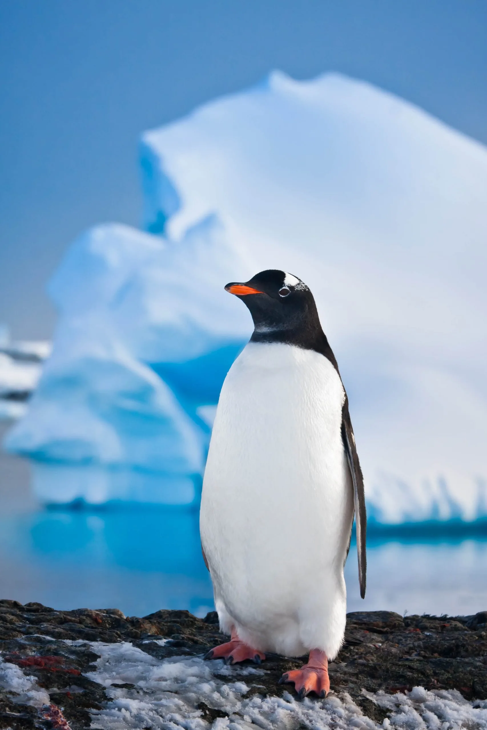 Why climate and nature need legacy giving